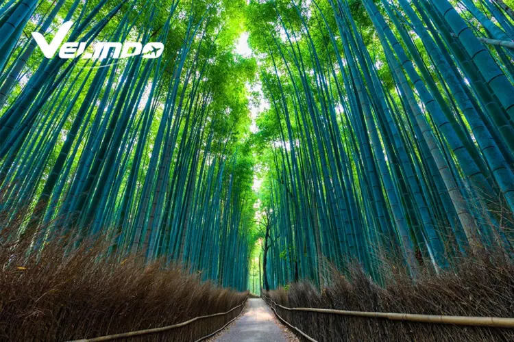tempat wisata di jepang arashiyama bamboo forest