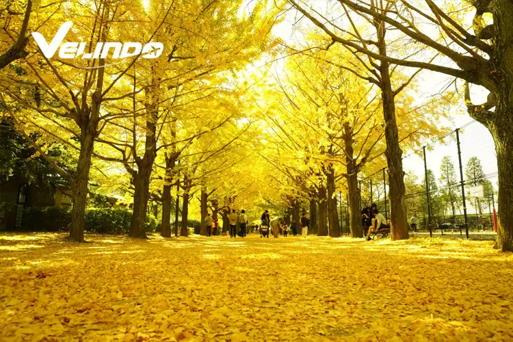 Ginkgo Tree Lane
