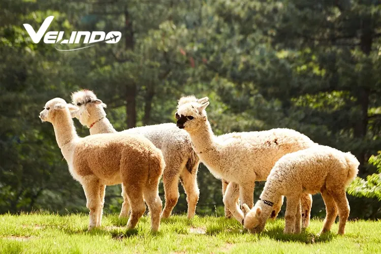 alpaca world