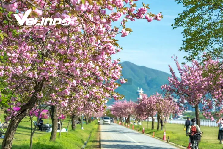 sakura nami island
