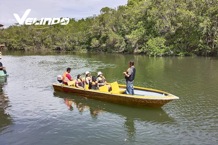tempat wisata di bintan mangrove