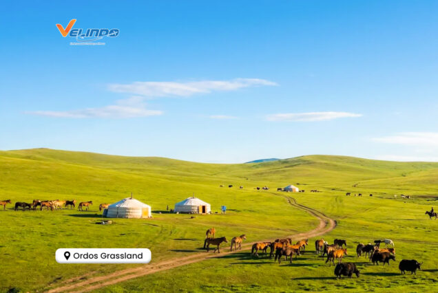 Ordos Grassland